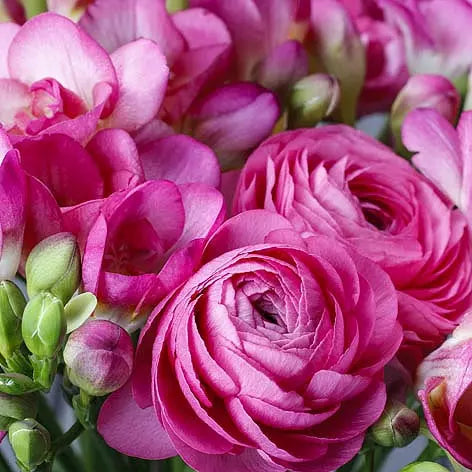 344245 Napkins 33x33 cm Freesia & Persian Buttercup Pink picture of the napkins design