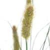 Artificial Cattail Onion Grass Bonsai alternative view