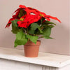 Artificial Potted Poinsettia classic Christmas decoration