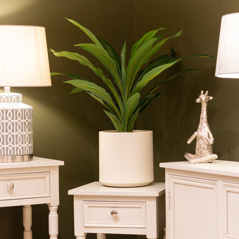 Dracaena With Pot 65cm