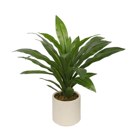 Vibrant Dracaena With Pot 65cm for Home Decor

