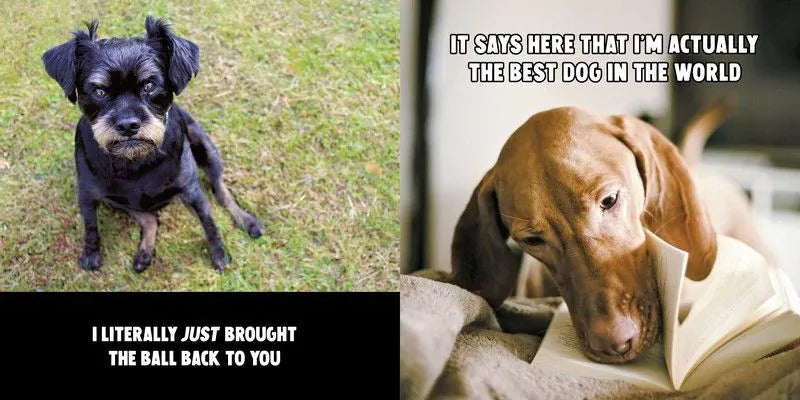 Funny Dogs Book Gift Ideas Books Gifts For Her And Him Foy