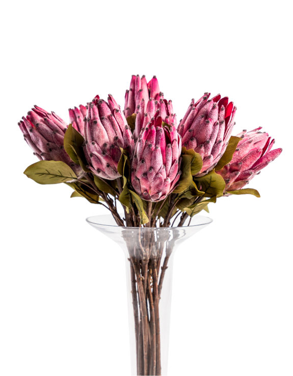Single Protea Stem