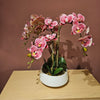 Elegant pink potted orchid with easy care