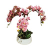 Medium potted orchid adds natural elegance to any space