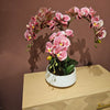 Simple elegance with a pink potted orchid for home accessories