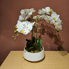 Graceful white potted orchid with lush foliage