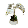 Medium white potted orchid for elegant home decor