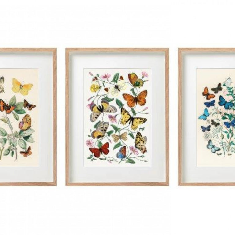 Butterflies Framed Prints – Elegant Decorative Art Prints for Modern Home Décor