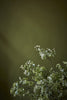 Citrine No.71 by Little Greene, room setting