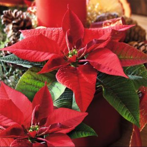 303664 Napkins 33x33cm