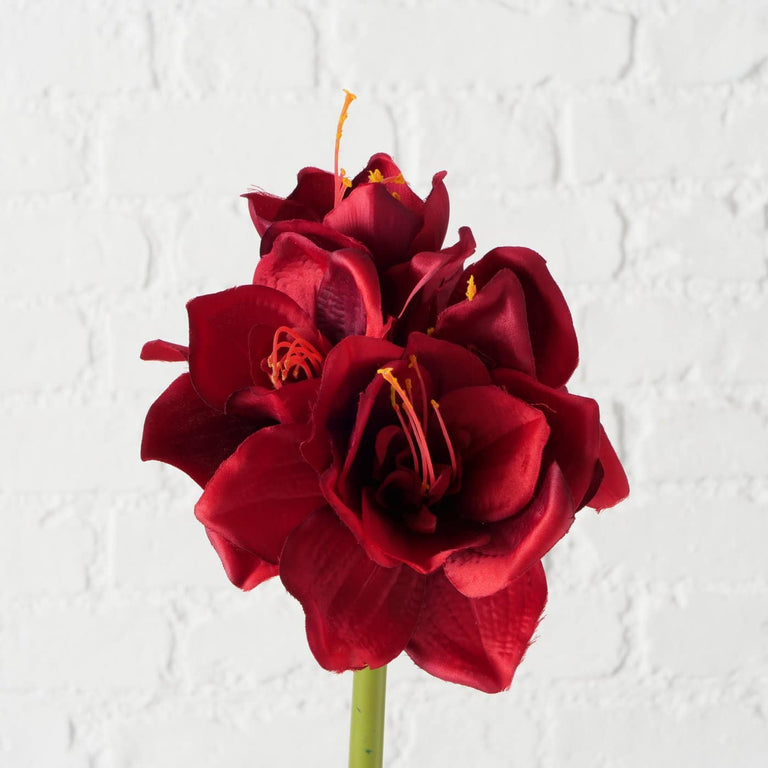 Amaryllis Stem Flower Klivie