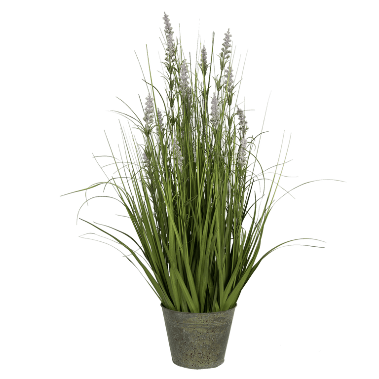 Decorative Lavender Plant