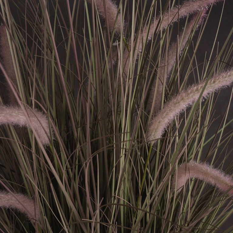 Fern Cottage Bristlegrass In Pot