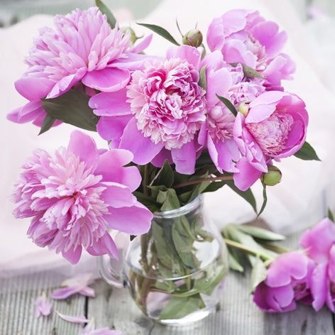 344256 Napkins 33x33cm