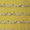 Ochre Yellow Parakeet Birds Wallpaper